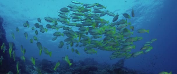 Uma Escola Bluestripped Snapper Lutjanus Kasmira Está Nadando Recife Coral — Vídeo de Stock