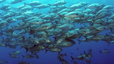 Bir büyük okul, Jackss (Caranx latus, at göz jack) açık Okyanusu, Endonezya, ağır çekim, kırmızı vurdu
