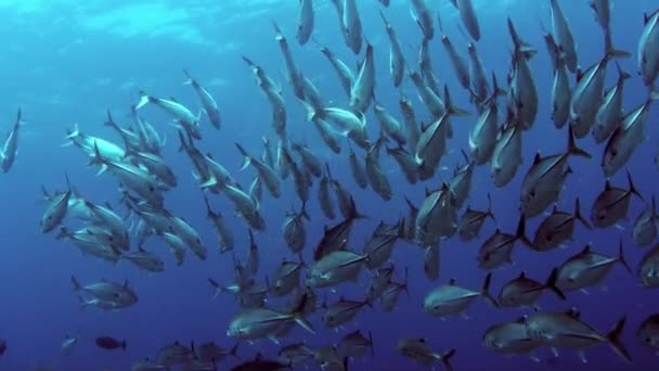 Une Énorme École Jackss Caranx Latus Cric Oeil Cheval Haute — Video