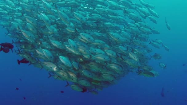 Une Énorme École Jackss Caranx Latus Cric Oeil Cheval Haute — Video