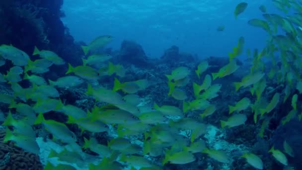 School Bluestripped Snapper Lutjanus Kasmira Swimming Coral Reef Raja Ampat — Stock Video