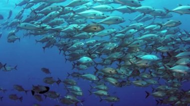 Bir büyük okul, Jackss (Caranx latus, at göz jack) açık Okyanusu, Endonezya, ağır çekim, kırmızı vurdu