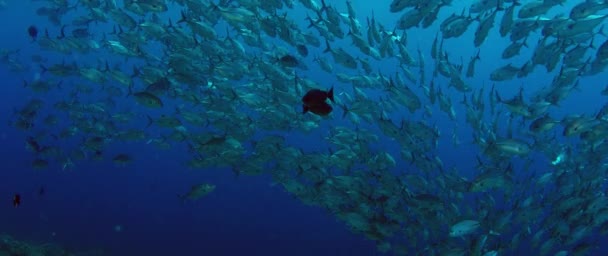 Obrovské Školy Konektorů Caranx Latus Jacka Oku Koně Otevřeném Oceánu — Stock video