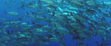 Bir büyük okul, Jacks (Caranx latus, at göz jack) açık Okyanusu, Endonezya, ağır çekim, kırmızı vurdu