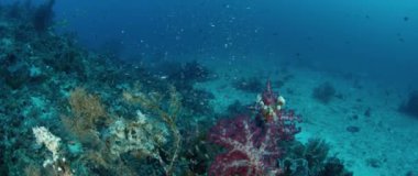 Bir büyük okul, Jacks (Caranx latus, at göz jack) açık Okyanusu, Endonezya, ağır çekim, kırmızı vurdu