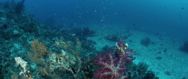 一个巨大的 Caranx 马眼杰克 在开阔的海洋 印度尼西亚 慢动作 射击红色 — 图库视频影像