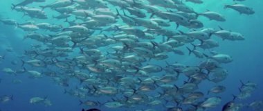 Bir büyük okul, Jacks (Caranx latus, at göz jack) açık Okyanusu, Endonezya, ağır çekim, kırmızı vurdu