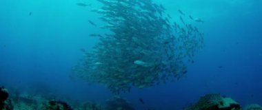 Bir büyük okul, Jacks (Caranx latus, at göz jack) açık Okyanusu, Endonezya, ağır çekim, kırmızı vurdu