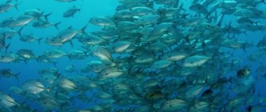 Bir büyük okul, Jacks (Caranx latus, at göz jack) açık Okyanusu, Endonezya, ağır çekim, kırmızı vurdu