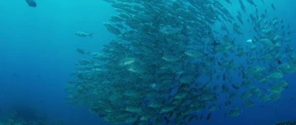 Величезний Школи Гнізда Caranx Latus Джек Очі Коня Відкритому Океані — стокове відео