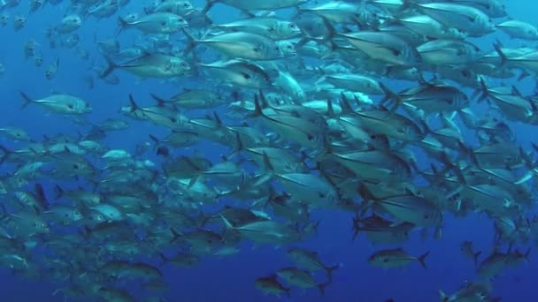 Ogromny Szkoły Gniazda Caranx Latus Jack Oko Konia Otwartym Oceanie — Wideo stockowe