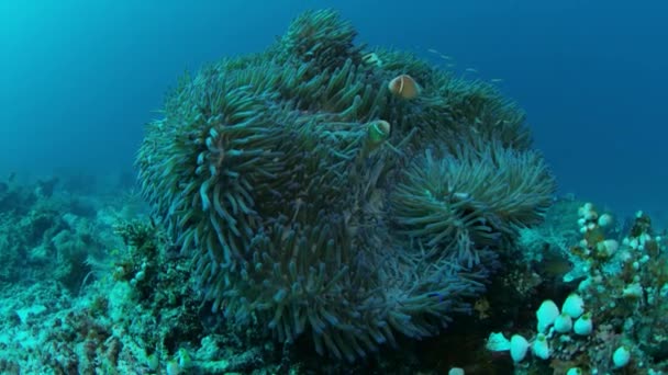 Anémona Crin Blanca Anémona Rosa Amphiprion Perideraion Está Escondiendo Anémona — Vídeo de stock