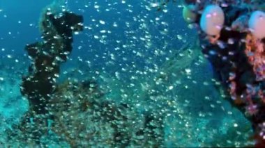 Dev trevally; Caranx ignobilis (dev yıldızı olarak da bilinir) cam balık (Parapriacanthus ransonneti) süper ağır çekim, Endonezya avcılık