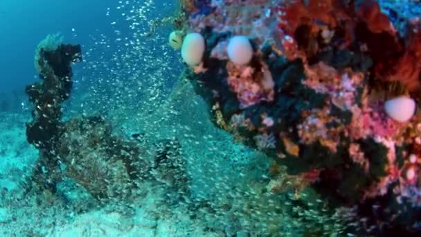 Trevally Gigante Caranx Ignobilis Também Conhecido Como Peixe Rei Gigante — Vídeo de Stock