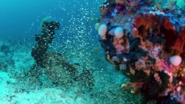 Gigante Trevally Caranx Ignobilis También Conocido Como Pez Rey Gigante — Vídeo de stock