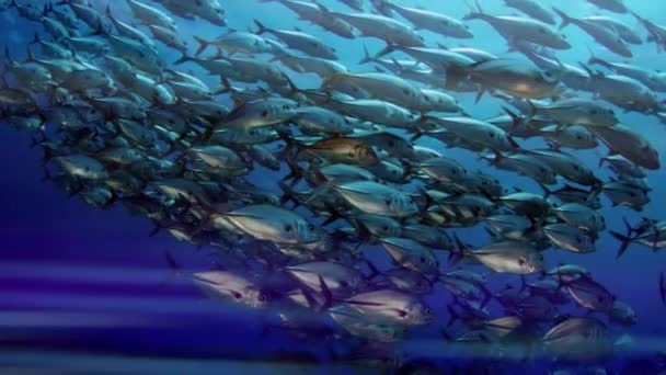 Obrovské Školy Konektorů Caranx Latus Jacka Oku Koně Otevřeném Oceánu — Stock video