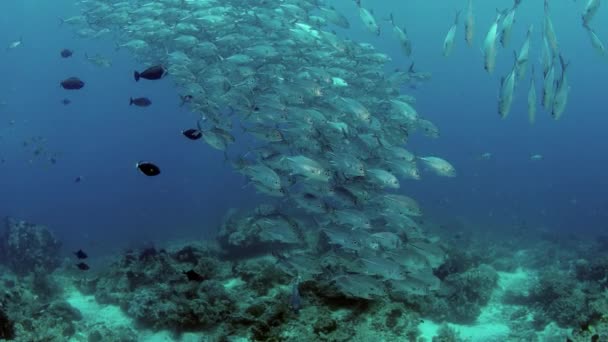 Obrovské Školy Konektorů Caranx Latus Jacka Oku Koně Otevřeném Oceánu — Stock video