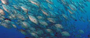 Bir büyük okul, Jacks (Caranx latus, at göz jack) açık Okyanusu, Endonezya, ağır çekim, kırmızı vurdu