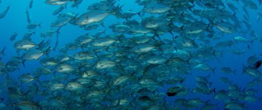 Bir büyük okul, Jacks (Caranx latus, at göz jack) açık Okyanusu, Endonezya, ağır çekim, kırmızı vurdu