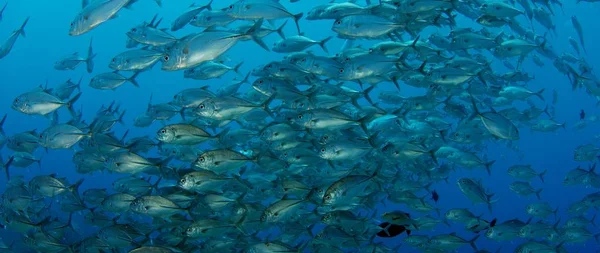 Bir büyük okul, Jacks (Caranx latus, at göz jack) açık Okyanusu, Endonezya, ağır çekim, kırmızı vurdu