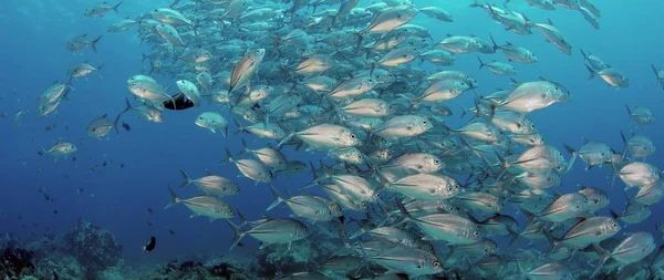 Bir büyük okul, Jacks (Caranx latus, at göz jack) açık Okyanusu, Endonezya, ağır çekim, kırmızı vurdu