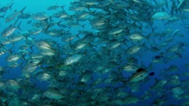 Bir büyük okul, Jacks (Caranx latus, at göz jack) açık Okyanusu, Endonezya, ağır çekim, kırmızı vurdu