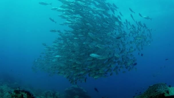 Ogromny Szkoły Gniazda Caranx Latus Jack Oko Konia Otwartym Oceanie — Wideo stockowe