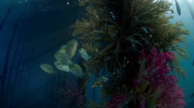 Mistik ruh hali. Sürüler halinde balık İskelesi çevresinde aramak barınak, Goldspot spinefoot, Siganus lineatus, Raja Ampat, Endonezya