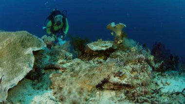 Püsküllü wobbegong, Eucrossorhinus dasypogon, bir resif, arka plan, Raja Ampat, Endonezya'da bir dalgıç yatıyor