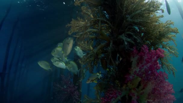 Mystische Laune Fischschwärme Rund Den Steg Suchen Unterschlupf Goldfleck Rückenfuß — Stockvideo