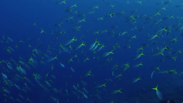 Sárgafarkú Iskola Puskás Katona Caesio Cuning Wakatobi Indonézia Lassú Mozgás — Stock videók