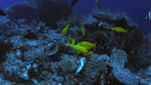 黄色马鞍山羊鱼学校 Parupeneus 环造口 喂养坚硬的珊瑚 Ra一片 Ampat 印度尼西亚 — 图库视频影像