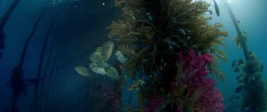 Mistik ruh hali. Sürüler halinde balık İskelesi çevresinde aramak barınak, Goldspot spinefoot, Siganus lineatus, Raja Ampat, Endonezya