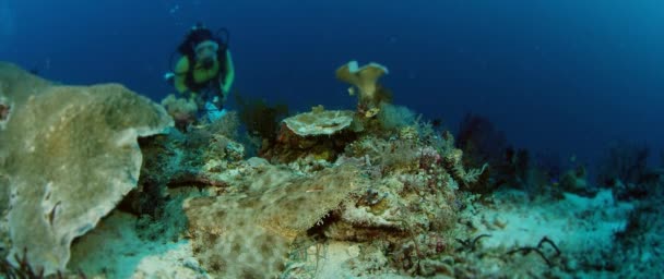 Wobbegong Tasseled Eucrossorhinus Dasypogon Giace Una Barriera Corallina Tuffatore Sullo — Video Stock