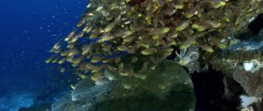 Renkli mercan, Endonezya, ağır çekim arasında altın süpürgeler (Parapriacanthus ransonneti) bir okul yüzüyor