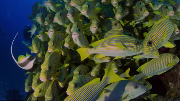 Muy Grande Escuela Ribboned Sweetlips Plectorhinchus Polytaenia Raja Ampat Papúa — Vídeo de stock