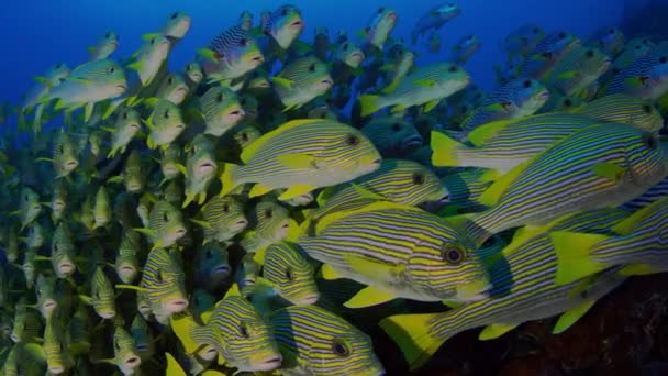 Πολύ Μεγάλο Σχολείο Του Ribboned Sweetlips Plectorhinchus Polytaenia Στο Raja — Αρχείο Βίντεο