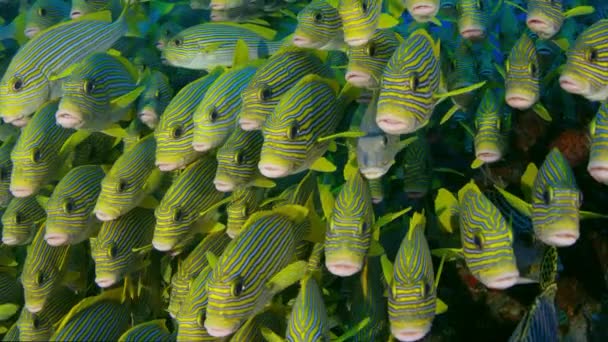 Mycket Stor Skola Ribboned Sweetlips Plectorhinchus Polytaenia Raja Ampat Västra — Stockvideo