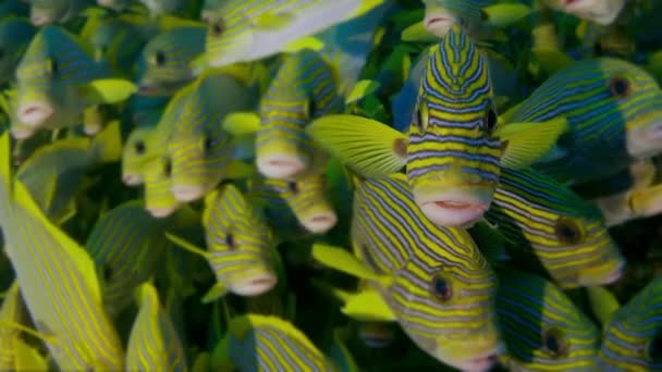 Muy Grande Escuela Ribboned Sweetlips Plectorhinchus Polytaenia Raja Ampat Papúa — Vídeo de stock