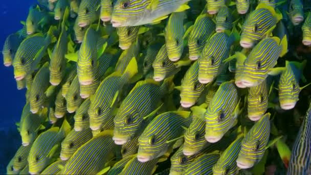 Muy Grande Escuela Ribboned Sweetlips Plectorhinchus Polytaenia Raja Ampat Papúa — Vídeos de Stock