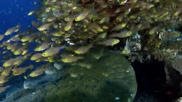 School Golden Sweepers Parapriacanthus Ransonneti Swims Colorful Corals Indonesia — Stock Video