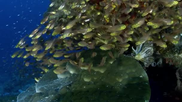 Arany Seprőgépek Parapriacanthus Ransonneti Egy Iskola Úszik Többek Között Színes — Stock videók