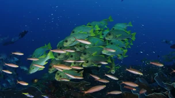 Zeer Grote School Van Ribboned Sweetlips Plectorhinchus Polytaenia Bij Raja — Stockvideo