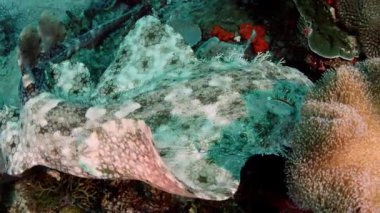 Püsküllü wobbegong, Eucrossorhinus dasypogon, bir mercan kayalığı Raja Ampat, Endonezya içinde yüzüyor