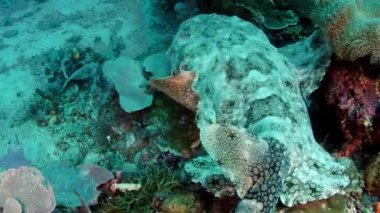 Püsküllü wobbegong, Eucrossorhinus dasypogon, bir mercan kayalığı Raja Ampat, Endonezya içinde yüzüyor