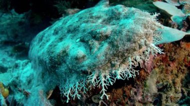 Püsküllü wobbegong, Eucrossorhinus dasypogon, bir mercan kayalığı Raja Ampat, Endonezya içinde yüzüyor