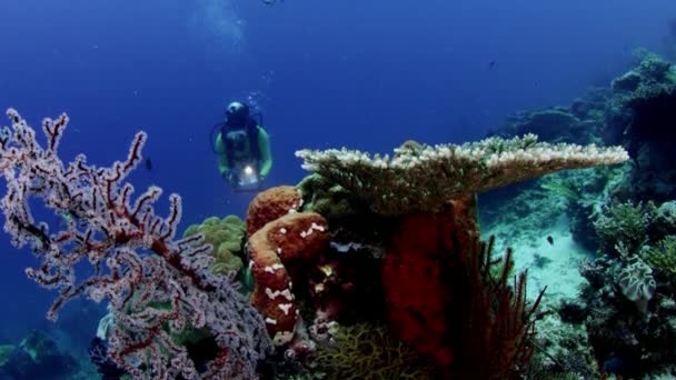 Mergulhador Fêmea Nadando Recife Coral Colorido Com Corais Duros Corais — Vídeo de Stock