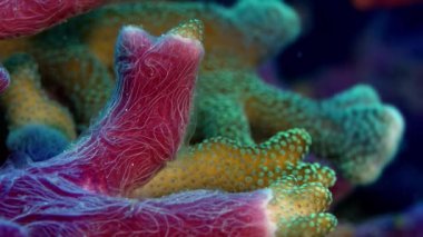 Sünger, Chalinula nematifera ve gözenek mercan, Montipora sp., Raja Ampat, Endonezya arasındaki karmaşık etkileşim