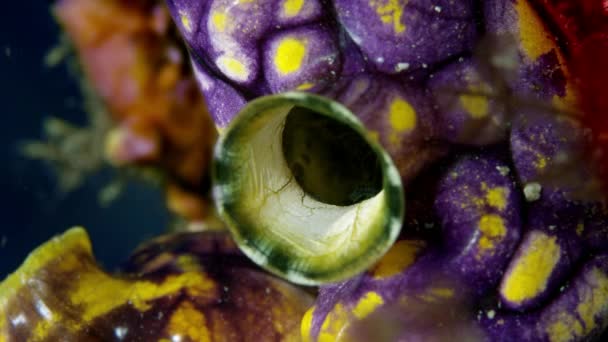 Close Golden Sea Squirt Polycarpa Aurata — Vídeo de Stock