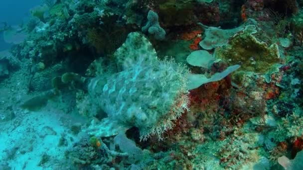 Tasseled Wobbegong Eucrossorhinus Dasypogon Raja Ampat インドネシアのサンゴ礁で泳ぐ — ストック動画